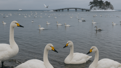 【浅所海岸｜青森県平内町】白鳥が舞い降りる特別天然記念物の海岸で、心に残る季節の情景を